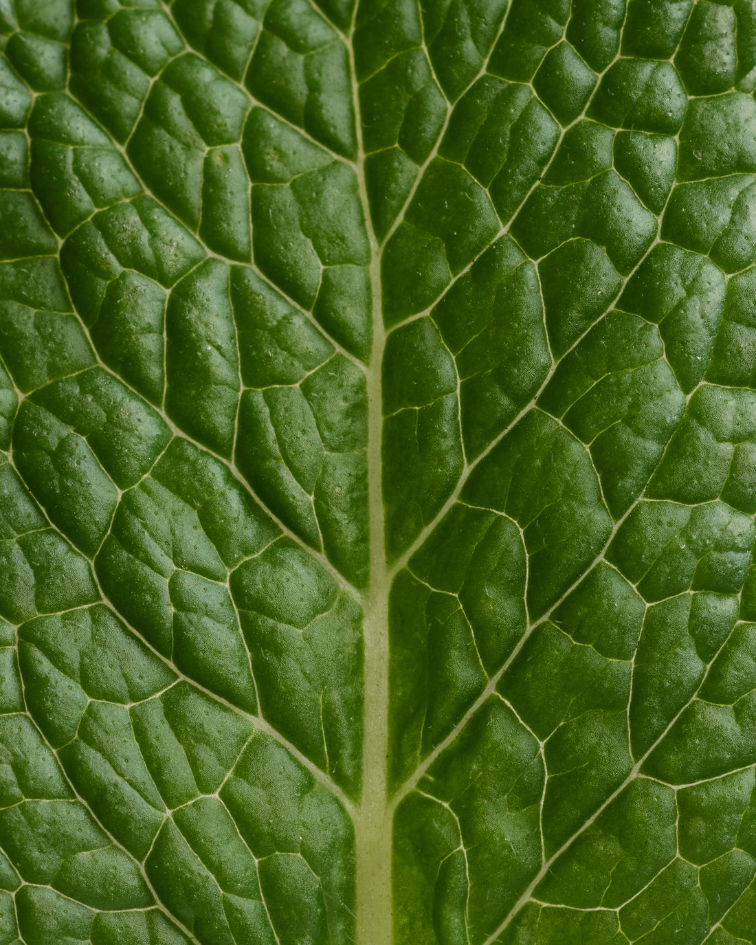 Recharge Déodorant stick Menthe Eucalyptus